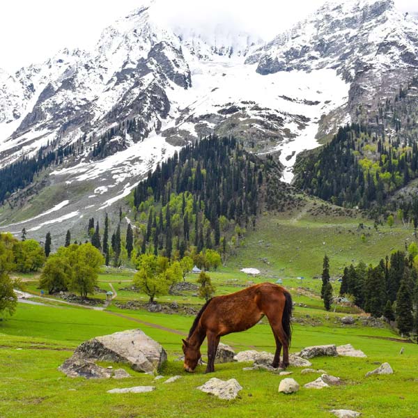 Voyage de 6 jours au Cachemire