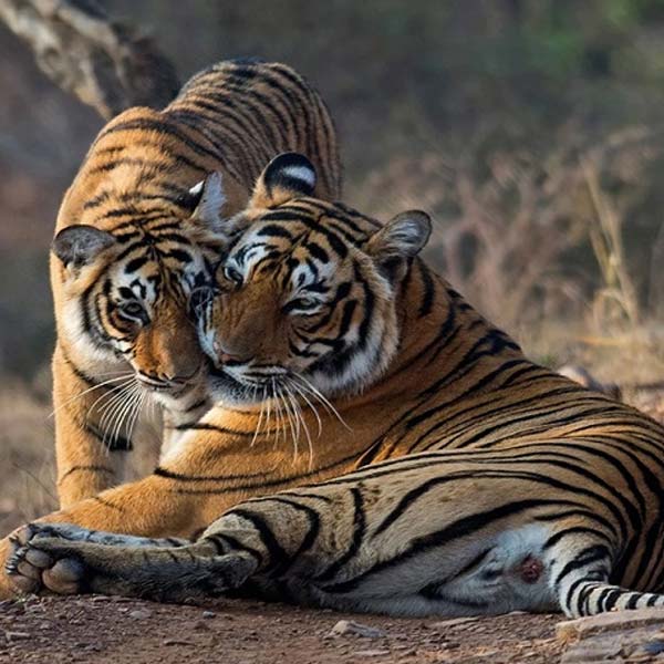Triangle D’Or avec Parc National De Ranthambore