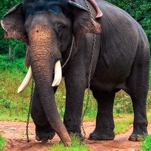 Voyage de 16 jours au Karnataka et au Kerala