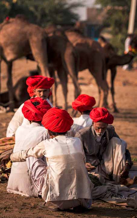 pushar camel fair