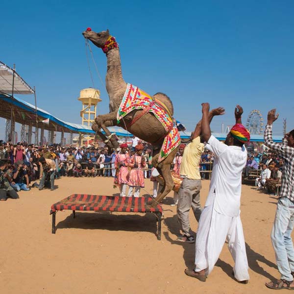 Visite de la foire de Pushkar